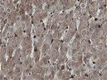 MIPEP Antibody in Immunohistochemistry (Paraffin) (IHC (P))