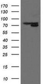 MIPEP Antibody in Western Blot (WB)