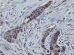 MRPS27 Antibody in Immunohistochemistry (Paraffin) (IHC (P))