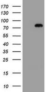 MIPEP Antibody in Western Blot (WB)