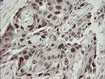 RFC2 Antibody in Immunohistochemistry (Paraffin) (IHC (P))