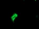 METAP2 Antibody in Immunocytochemistry (ICC/IF)