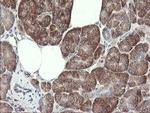 METAP2 Antibody in Immunohistochemistry (Paraffin) (IHC (P))