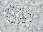 MAFB Antibody in Immunohistochemistry (Paraffin) (IHC (P))