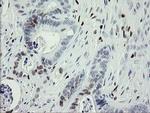 MAFB Antibody in Immunohistochemistry (Paraffin) (IHC (P))