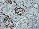 MAFB Antibody in Immunohistochemistry (Paraffin) (IHC (P))