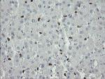 MAFB Antibody in Immunohistochemistry (Paraffin) (IHC (P))