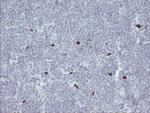 MAFB Antibody in Immunohistochemistry (Paraffin) (IHC (P))