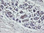 MAFB Antibody in Immunohistochemistry (Paraffin) (IHC (P))