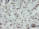 MAFB Antibody in Immunohistochemistry (Paraffin) (IHC (P))