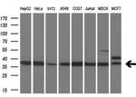 MAFB Antibody in Western Blot (WB)