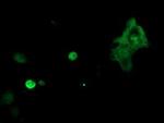 TLE1 Antibody in Immunocytochemistry (ICC/IF)