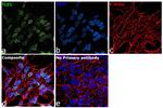 TLE1 Antibody in Immunocytochemistry (ICC/IF)