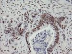 TLE1 Antibody in Immunohistochemistry (Paraffin) (IHC (P))