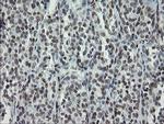 TLE1 Antibody in Immunohistochemistry (Paraffin) (IHC (P))