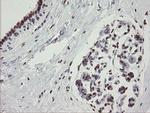 TLE1 Antibody in Immunohistochemistry (Paraffin) (IHC (P))