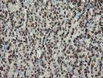 TLE1 Antibody in Immunohistochemistry (Paraffin) (IHC (P))