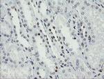 TLE1 Antibody in Immunohistochemistry (Paraffin) (IHC (P))