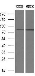 RIP1 Antibody in Western Blot (WB)