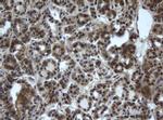 DDX59 Antibody in Immunohistochemistry (Paraffin) (IHC (P))