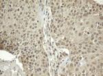 ZFAND5 Antibody in Immunohistochemistry (Paraffin) (IHC (P))