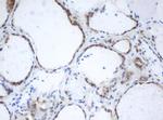 PRR11 Antibody in Immunohistochemistry (Paraffin) (IHC (P))