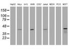 PRR11 Antibody in Western Blot (WB)