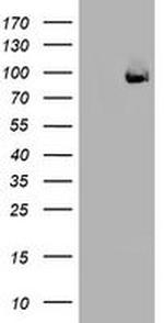 SF3A1 Antibody in Western Blot (WB)