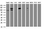 SF3A1 Antibody in Western Blot (WB)