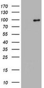 SF3A1 Antibody in Western Blot (WB)