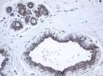 PPT1 Antibody in Immunohistochemistry (Paraffin) (IHC (P))