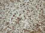 PPT1 Antibody in Immunohistochemistry (Paraffin) (IHC (P))