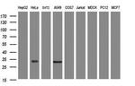 ING2 Antibody in Western Blot (WB)