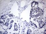 TIA-1 Antibody in Immunohistochemistry (Paraffin) (IHC (P))