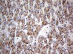 TIA-1 Antibody in Immunohistochemistry (Paraffin) (IHC (P))