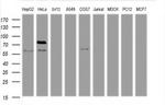 TRIF Antibody in Western Blot (WB)