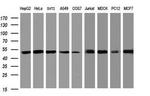 SERBP1 Antibody in Western Blot (WB)