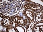 SERBP1 Antibody in Immunohistochemistry (Paraffin) (IHC (P))