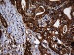 SERBP1 Antibody in Immunohistochemistry (Paraffin) (IHC (P))