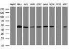 SERBP1 Antibody in Western Blot (WB)