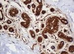 SERBP1 Antibody in Immunohistochemistry (Paraffin) (IHC (P))