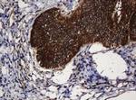 SERBP1 Antibody in Immunohistochemistry (Paraffin) (IHC (P))