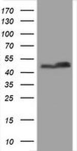 SERBP1 Antibody in Western Blot (WB)