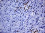 HOXD10 Antibody in Immunohistochemistry (Paraffin) (IHC (P))