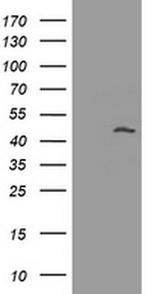 MAGEA3 Antibody in Western Blot (WB)