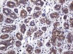 ATP Synthase gamma Antibody in Immunohistochemistry (Paraffin) (IHC (P))