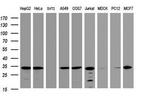 ATP Synthase gamma Antibody in Western Blot (WB)