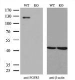 FGFR3 Antibody in Western Blot (WB)