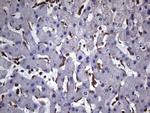 VEGFC Antibody in Immunohistochemistry (Paraffin) (IHC (P))