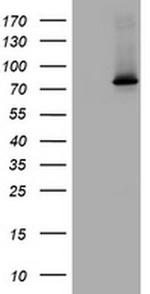 RASGRP3 Antibody in Western Blot (WB)